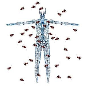 Cucaracha